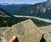 Burgess shale with a fossil